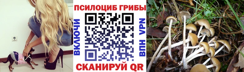 Псилоцибиновые грибы GOLDEN TEACHER  мориарти телеграм  Осинники 